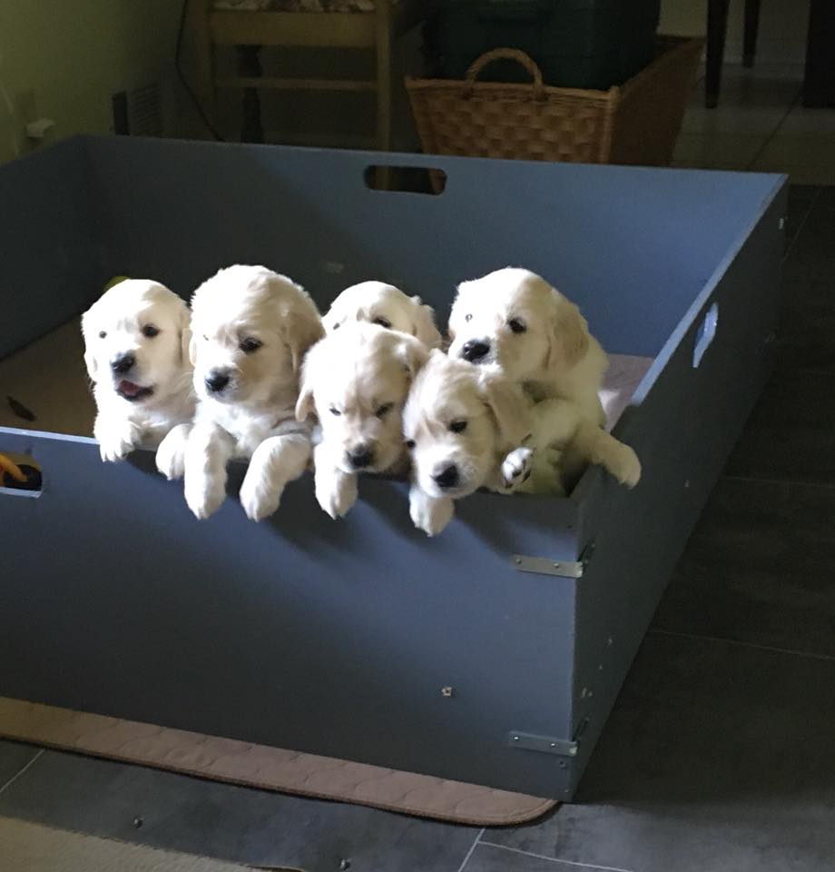 33817049_2480715411954667_6488594711123591168_n