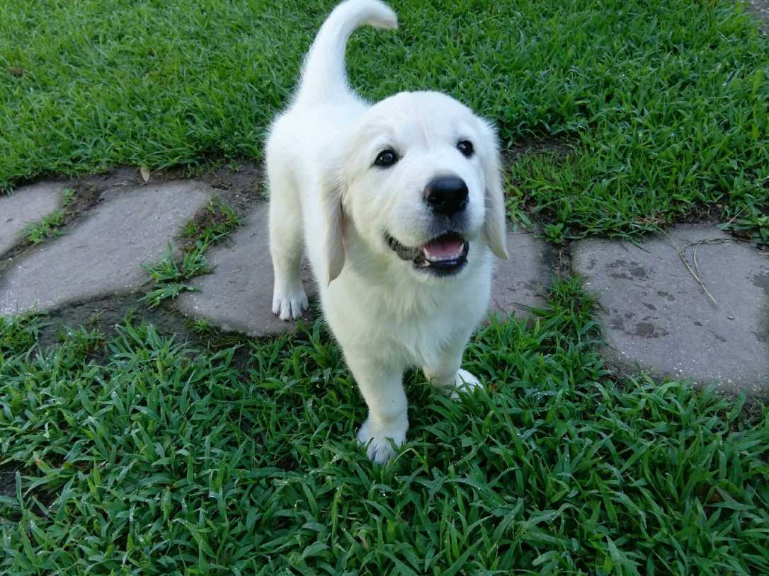 IMG952018062495092138295rewind