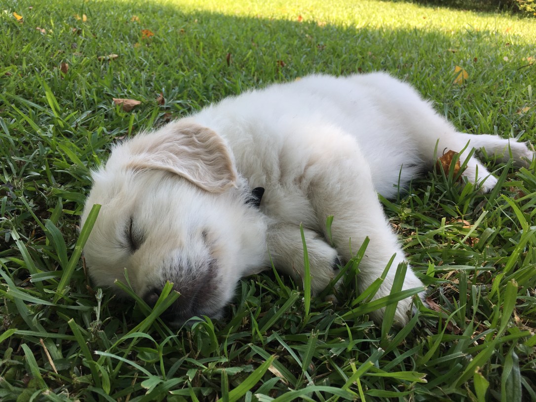 Mr. Black nap on grass