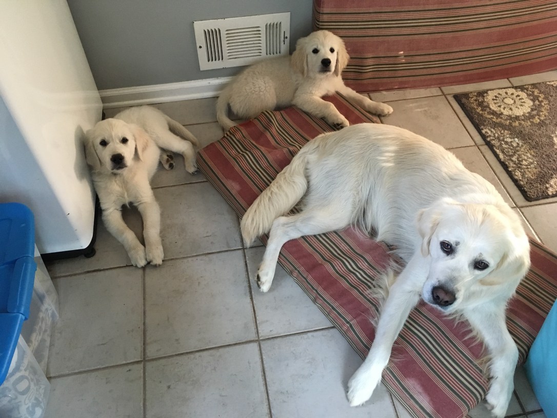 image_553041558886659