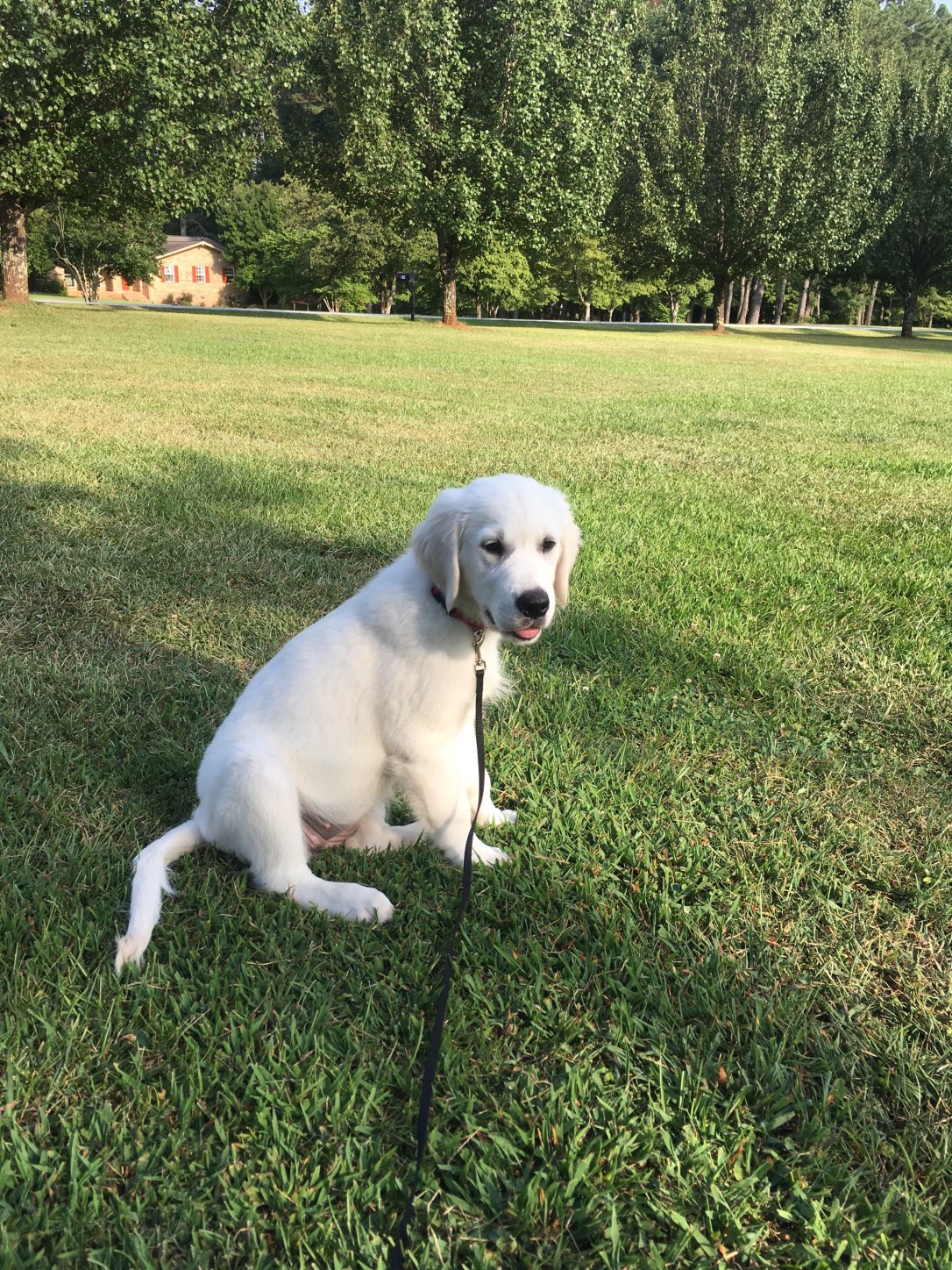 image_554687854709446