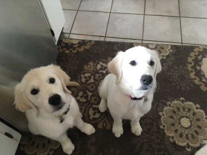 image_555622085556084